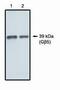 G Protein Subunit Beta 5 antibody, PA1-12707, Invitrogen Antibodies, Western Blot image 