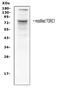 CREB Regulated Transcription Coactivator 1 antibody, PA1987, Boster Biological Technology, Western Blot image 