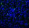 T Cell Immunoreceptor With Ig And ITIM Domains antibody, SD8829, ProSci, Immunofluorescence image 