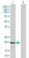 Transmembrane Protein 134 antibody, H00080194-D01P, Novus Biologicals, Western Blot image 