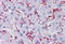 Paxillin antibody, MBS244188, MyBioSource, Immunohistochemistry frozen image 