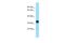 Neuropeptides B And W Receptor 1 antibody, A08247, Boster Biological Technology, Western Blot image 