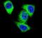 DNA Topoisomerase II Alpha antibody, PA5-26255, Invitrogen Antibodies, Immunofluorescence image 