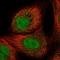 PHD Finger Protein 3 antibody, PA5-55151, Invitrogen Antibodies, Immunofluorescence image 