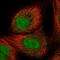 PHD Finger Protein 3 antibody, PA5-55151, Invitrogen Antibodies, Immunofluorescence image 