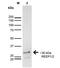 Receptor Accessory Protein 2 antibody, NBP2-59314, Novus Biologicals, Western Blot image 