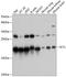 Mitochondrial Ribosomal Protein L58 antibody, A31846, Boster Biological Technology, Western Blot image 