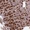 SEH1 Like Nucleoporin antibody, PA5-59012, Invitrogen Antibodies, Immunohistochemistry frozen image 