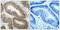Component Of Inhibitor Of Nuclear Factor Kappa B Kinase Complex antibody, PA5-37524, Invitrogen Antibodies, Immunohistochemistry frozen image 