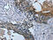 Tripartite Motif Containing 31 antibody, CSB-PA587272, Cusabio, Immunohistochemistry paraffin image 