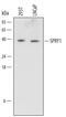 SPY1 antibody, MAB6097, R&D Systems, Western Blot image 