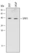 Sprouty RTK Signaling Antagonist 1 antibody, MAB6097, R&D Systems, Western Blot image 