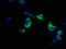 Nuclear Mitotic Apparatus Protein 1 antibody, LS-C672699, Lifespan Biosciences, Immunofluorescence image 