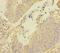 Receptor Accessory Protein 5 antibody, LS-C676384, Lifespan Biosciences, Immunohistochemistry paraffin image 