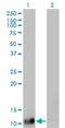 D-Dopachrome Tautomerase antibody, H00001652-M01, Novus Biologicals, Western Blot image 