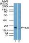 KIT Ligand antibody, PA5-23478, Invitrogen Antibodies, Western Blot image 