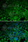 Crystallin Alpha A antibody, A5725, ABclonal Technology, Immunofluorescence image 