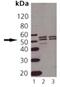 TNF Receptor Superfamily Member 1A antibody, 11062-200, QED Bioscience, Western Blot image 