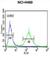 Bardet-Biedl Syndrome 10 antibody, abx032331, Abbexa, Western Blot image 