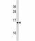 Heparanase antibody, F40059-0.4ML, NSJ Bioreagents, Western Blot image 