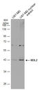 Nei Like DNA Glycosylase 2 antibody, GTX132565, GeneTex, Western Blot image 