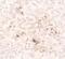 C-C Motif Chemokine Ligand 2 antibody, PA5-34505, Invitrogen Antibodies, Immunohistochemistry frozen image 
