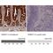 DHR11 antibody, NBP2-30446, Novus Biologicals, Immunohistochemistry paraffin image 