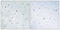 SRY-Box 12 antibody, LS-C199595, Lifespan Biosciences, Immunohistochemistry frozen image 