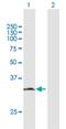 HDGF Like 3 antibody, H00050810-B02P, Novus Biologicals, Western Blot image 