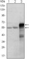ETS Proto-Oncogene 1, Transcription Factor antibody, abx015851, Abbexa, Enzyme Linked Immunosorbent Assay image 