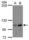 Nucleolar And Coiled-Body Phosphoprotein 1 antibody, PA5-35938, Invitrogen Antibodies, Western Blot image 