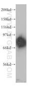 Phosphodiesterase 4D antibody, 12918-1-AP, Proteintech Group, Western Blot image 
