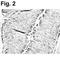 Resistin Like Beta antibody, NBP2-22446, Novus Biologicals, Immunohistochemistry paraffin image 