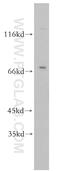 Rhotekin 2 antibody, 17458-1-AP, Proteintech Group, Western Blot image 