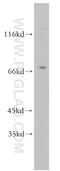 Rhotekin-2 antibody, 17458-1-AP, Proteintech Group, Western Blot image 