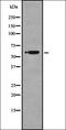 Nuclear Receptor Subfamily 4 Group A Member 1 antibody, orb336877, Biorbyt, Western Blot image 