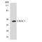 UBA Domain Containing 1 antibody, LS-C292210, Lifespan Biosciences, Western Blot image 