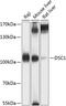 Desmocollin 1 antibody, GTX64970, GeneTex, Western Blot image 