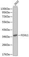 Forkhead Box L1 antibody, 18-873, ProSci, Western Blot image 