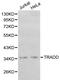 TNFRSF1A Associated Via Death Domain antibody, LS-C192398, Lifespan Biosciences, Western Blot image 