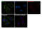 Apoptosis Inducing Factor Mitochondria Associated 1 antibody, PA5-19953, Invitrogen Antibodies, Immunofluorescence image 