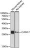 Claudin 17 antibody, LS-C750125, Lifespan Biosciences, Western Blot image 