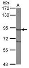 DISC1 Scaffold Protein antibody, GTX122158, GeneTex, Western Blot image 