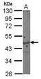 Actin Gamma 1 antibody, PA5-27526, Invitrogen Antibodies, Western Blot image 