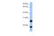 Arginine And Serine Rich Protein 1 antibody, 26-304, ProSci, Enzyme Linked Immunosorbent Assay image 