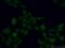 Mitogen-Activated Protein Kinase 11 antibody, 17376-1-AP, Proteintech Group, Immunofluorescence image 