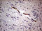 Semaphorin 3D antibody, LS-C799870, Lifespan Biosciences, Immunohistochemistry paraffin image 