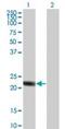 Regulator Of G Protein Signaling 5 antibody, PA5-23232, Invitrogen Antibodies, Western Blot image 