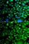 Molybdenum Cofactor Synthesis 3 antibody, GTX55710, GeneTex, Immunocytochemistry image 