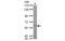 Keratin 10 antibody, MBS837570, MyBioSource, Western Blot image 